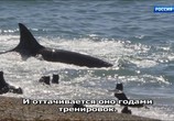 Сцена из фильма Прибрежные обитатели / Wild Ways of the Coast (2018) Прибрежные обитатели сцена 10