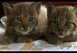 ТВ Рыси - история Лизы и Муро / The Lynx Liaison (2010) - cцена 3