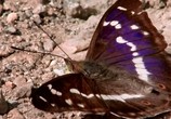 Сцена из фильма BBC: Живой мир. Бабочки / BBC: Natural Wold. Butterflies: A Very British Obsession (2010) 