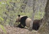 Сцена из фильма National Geographic: Гигантская панда (Панды на свободе) / Giant Panda (Pandas in the Wild) (2009) National Geographic: Гигантская панда (Панды на свободе) сцена 1