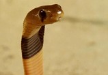 Сцена из фильма BBC: Плотоядные. Змеи / BBC. Serpent (2003) BBC: Плотоядные. Змеи сцена 3