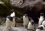 Сцена из фильма Пингвинопалуза / Penguin palooza (2017) Пингвинопалуза сцена 6