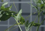 Сцена из фильма National Geographic : Растения - монстры (Секс, наркотики и растения) / Sex, Drugs and Plants (2009) 
