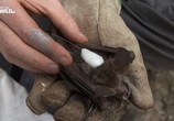 ТВ Гигантские плотоядные летучие мыши / Giant Carnivorous Bats (2017) - cцена 3