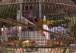 Сцена из фильма Счастливчик Гилмор / Happy Gilmore (1996) Счастливчик Гилмор сцена 3