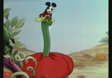Сцена из фильма Микки Маус - Большая коллекция [32 серии] / Mickey's Kangaroo (1935) Микки Маус - Большая коллекция [32 серии] сцена 1