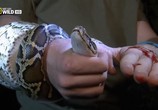 Сцена из фильма Охотники на питонов. Нашествие змей / Python Hunters. Snake invasion (2011) Охотники на питонов. Нашествие змей сцена 2
