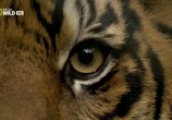 Сцена из фильма National Geographic: Последний тигр Суматры / Sumatra's Last Tigers (2010) National Geographic: Последний тигр Суматры сцена 7