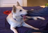 ТВ От бездомной собаки до супер пса / Rescue Dog to Super Dog (2016) - cцена 5