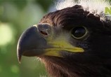 Сцена из фильма Сага о белохвостом орлане / The Saga of the White-tailed Eagle (2011) Сага о белохвостом орлане сцена 1