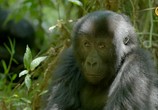 Сцена из фильма BBC. Семья горилл и я / Gorilla Family and Me (2015) BBC. Семья горилл и я сцена 3