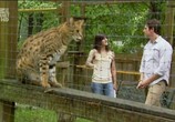 Сцена из фильма Animal Planet: Кошек не любить нельзя / Animal Planet: Must Love Cats (2010) Animal Planet: Кошек не любить нельзя сцена 3