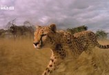 Сцена из фильма National Geographic: Хищники Африки / National Geographic: Africa's Deadliest (2011) National Geographic: Хищники Африки сцена 2