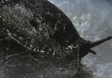 Сцена из фильма Слизни / Slugs, Muerte Viscosa (1988) Слизни сцена 6