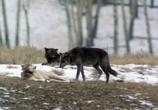 Сцена из фильма National Geographic: Возвращение волка / Return of the Wolf (2005) 