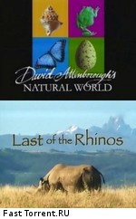 BBC: Наедине с природой: Последние из носорогов