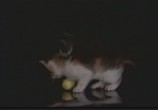 Сцена из фильма От котенка до кошки / Kittens to Cats (1999) От котенка до кошки сцена 2