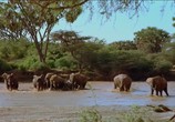 ТВ Discovery: Африка - королевство слонов / Discovery: Africa's Elephant Kingdom (1998) - cцена 3