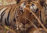 Сцена из фильма BBC: Тигр: Шпион джунглей / BBC: Tiger: Spy in the Jungle (2008) BBC. Тигр: Шпион джунглей сцена 1