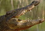 Сцена из фильма Людоеды дикой природы: крокодилы / Attack! Africa's maneaters - Crocodiles (2001) Людоеды дикой природы: крокодилы сцена 8