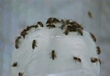 Сцена из фильма Вторжение девушек-пчел / Invasion of the Bee Girls (1973) Вторжение девушек-пчел сцена 5