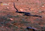 ТВ National Geographic: Опасные встречи: смертоносные змеи / Dangerous encounters (2006) - cцена 5