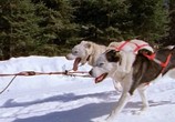 ТВ BBC: Живая природа: Собаки / The Canine Conspiracy (2002) - cцена 3