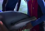 Сцена из фильма Дельфин Берни / Bernie The Dolphin (2018) Дельфин Берни сцена 11