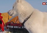 Сцена из фильма Арктическая экспедиция: дайвинг на полюсе / Deepsea Under The Pole (2010) Арктическая экспедиция: дайвинг на полюсе сцена 12