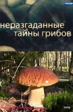 Неразгаданные тайны грибов