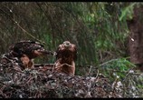 Сцена из фильма Чудесный лес / Metsän tarina (2012) Чудесный лес сцена 8