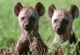 ТВ BBC: Наедине с природой: Гиены герои или злодеи / BBC: Hyenas herOes or ViLLains (2004) - cцена 2
