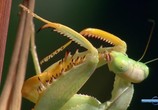ТВ Насекомое с другой планеты. Богомол / Insect from another planet. Mantis (2012) - cцена 2