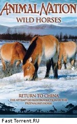 Дикие лошади: Возвращение в Китай