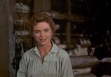 Сцена из фильма Старый Брехун / Old Yeller (1957) Старый Брехун сцена 3