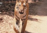 Сцена из фильма Спасти тигра / Tigerland (2019) Спасти тигра сцена 2