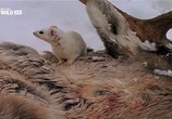 Сцена из фильма Экстремальная Аляска / Extreme Alaska (1997) Экстремальная Аляска сцена 6