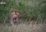 ТВ National Geographic: Королева леопардов / Leopard Queen (2010) - cцена 3