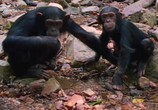 ТВ Человекообразные обезьяны / Human Ape (2017) - cцена 5