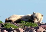 Сцена из фильма Полярные медведи / Polar Bears: A Summer Odyssey (2012) Полярные медведи сцена 6