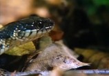 Сцена из фильма BBC: Наедине с природой: Бессмертная саламандра / BBC: The immortal Salamander (2004) BBC: Наедине с природой: Бессмертная саламандра сцена 6