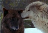 Сцена из фильма BBC: Поле битвы. Волки / BBC: Wolf Battlefield (2002) BBC: Поле битвы. Волки сцена 3