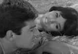 Сцена из фильма Бурная ночь / La notte brava (1959) 
