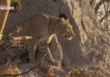 Сцена из фильма National Geographic: Леопарды дельты Окаванго / National Geographic: Leopards of Dead Tree Island (2010) National Geographic: Леопарды дельты Окаванго сцена 1
