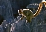 ТВ BBC: Наедине с природой: Коронованные Лемуры / BBC: Growned Lemurs (2004) - cцена 2