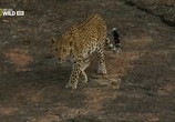 ТВ Тайны дикой природы Индии: Львы пустыни / Secrets of Wild India: Desert Lions (2011) - cцена 5
