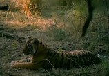 Сцена из фильма BBC: Наедине с природой: Повесть о павлине и тигре / The tale of the peacox and the tjger (2004) BBC: Наедине с природой: Повесть о павлине и тигре сцена 6