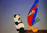 Сцена из фильма Вуди Вудпекер и друзья / Woody Woodpecker and His Friends (1982) Вуди Вудпекер и друзья: Лучшее сцена 3