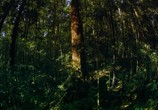 Сцена из фильма Тропический лес / Tropical Rainforest (1992) Тропический лес сцена 5
