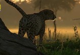 Сцена из фильма Братья-гепарды / Cheetah Blood Brothers (2007) 